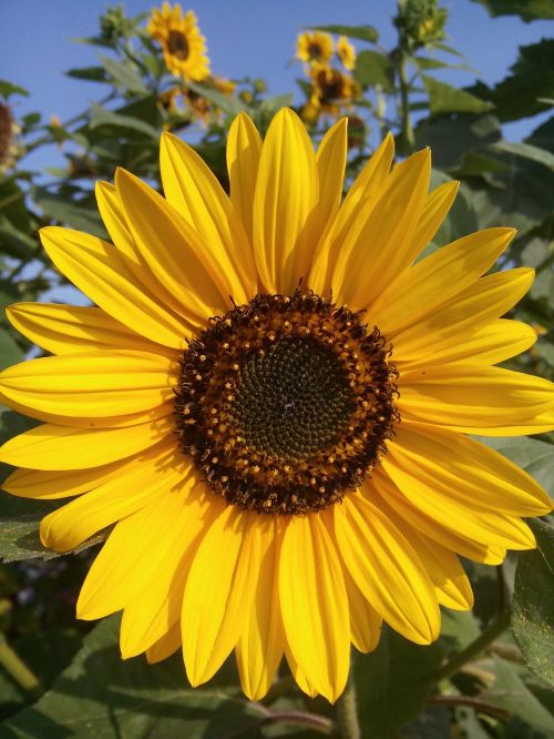 sun flower summer blossom