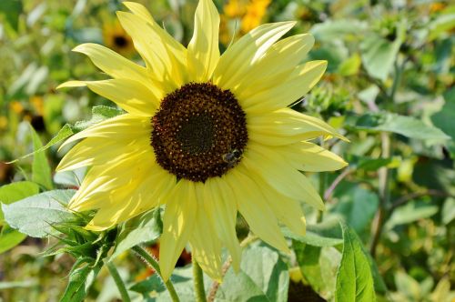 sun flower flower yellow flower