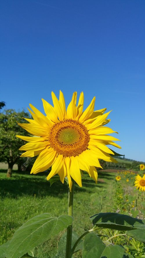 sun flower meadow owen