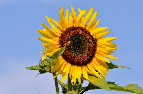 sun flower flower yellow flower