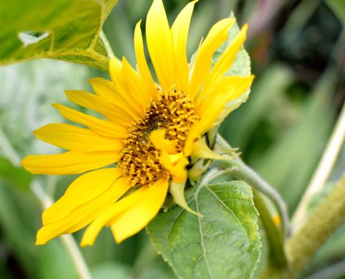 sun flower summer yellow