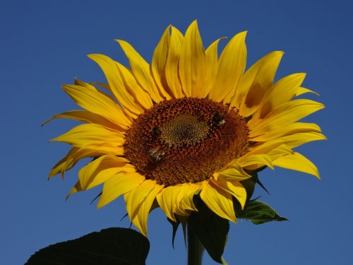 sun flower sky summer