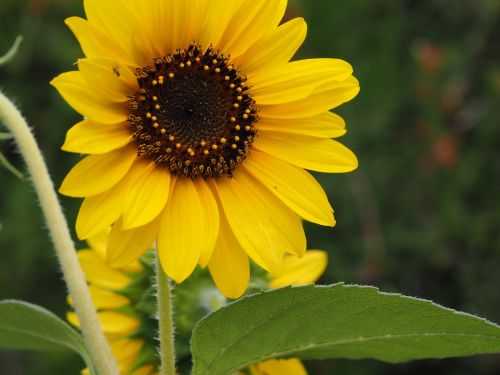 sun flower yellow flower