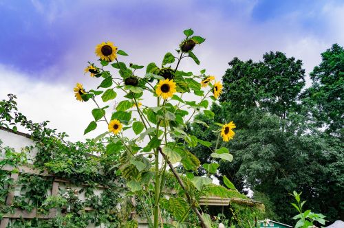 sun flower summer garden