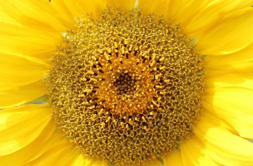 sun flower helianthus flower