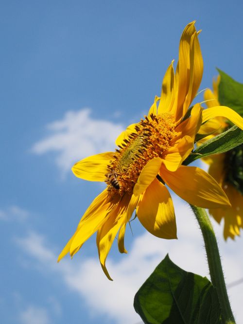 sun flower flower blossom