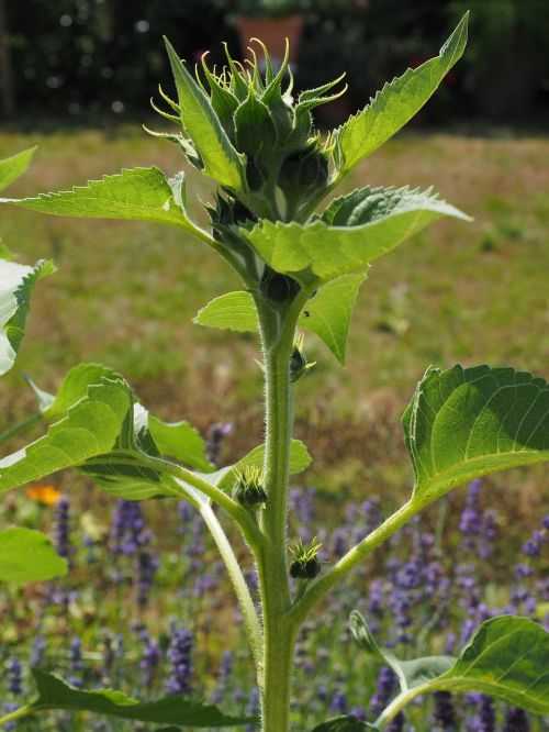 sun flower bud plant