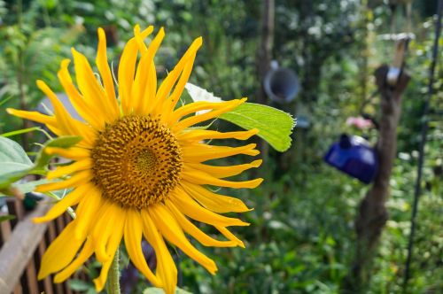 sun flower garden nature