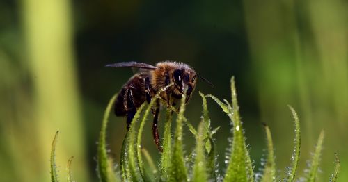 sun flower bud bee