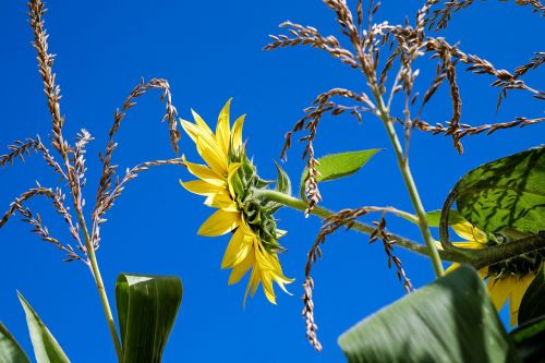 sun flower helianthus flower