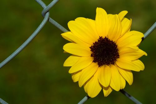 sun flower fence wire fence