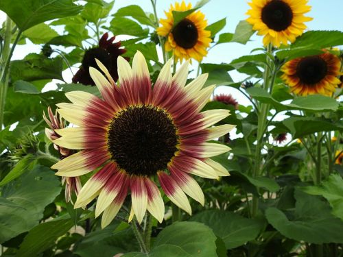 sun flower yellow flower