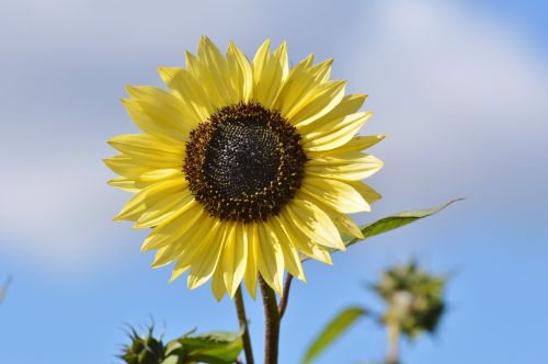 sun flower flower flowers