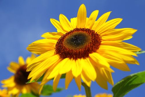 sun flower summer flower