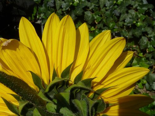 sun flower autumn yellow