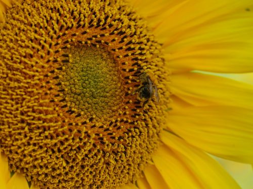 sun flower bee pollination