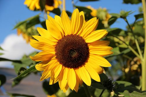 sun flower blossom bloom