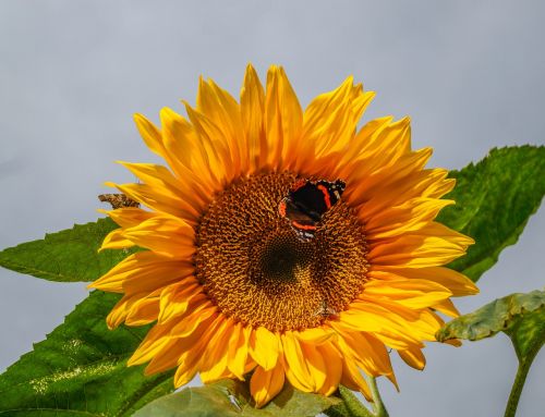 sun flower butterfly close