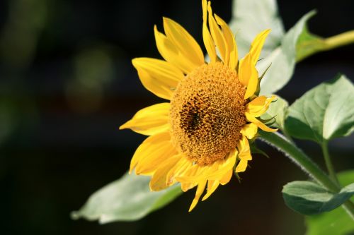 sun flower summer yellow