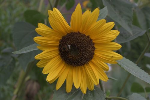 sun flower nature blossom