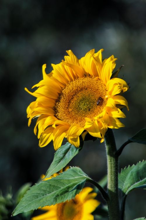 sun flower nature yellow