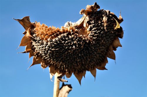 sun flower flowers able sunflower seeds