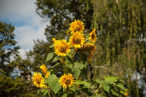 sun flower blossom bloom