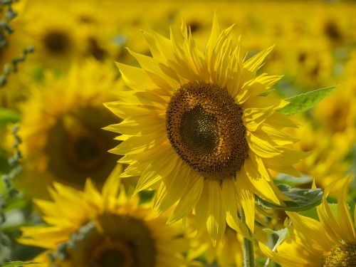 sun flower sunflower field plant