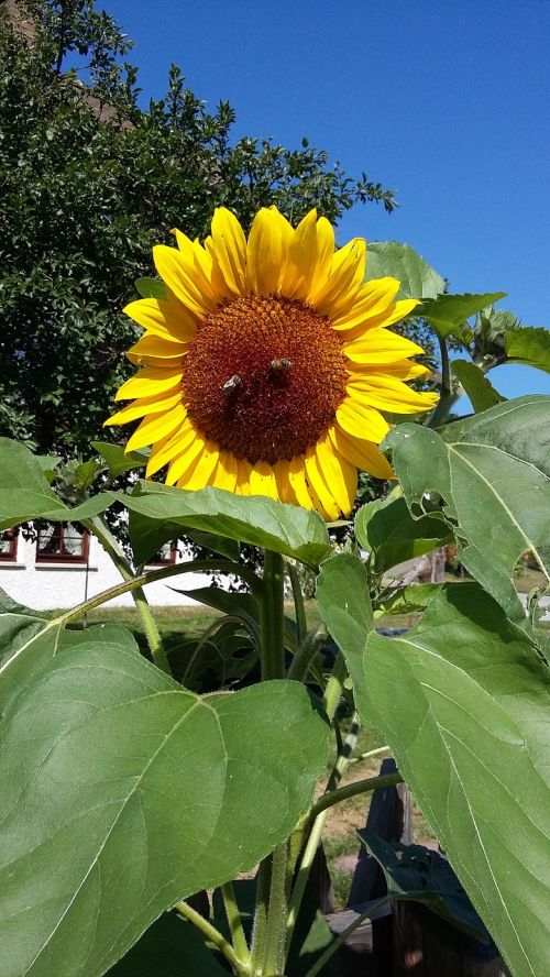 sun flower bee flower