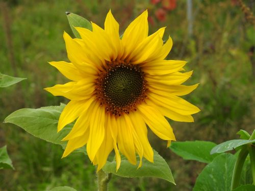 sun flower flower yellow