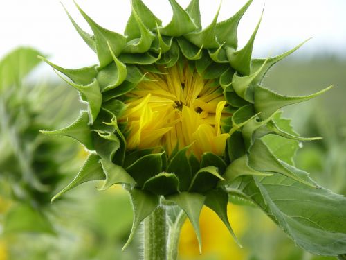 sun flower bud close