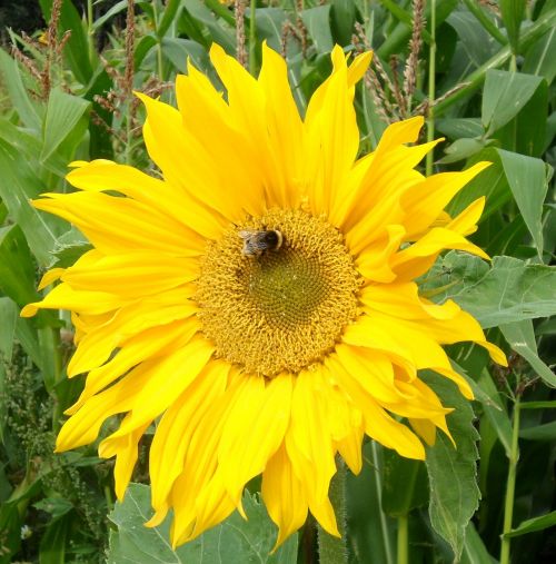 sun flower bee yellow flowers