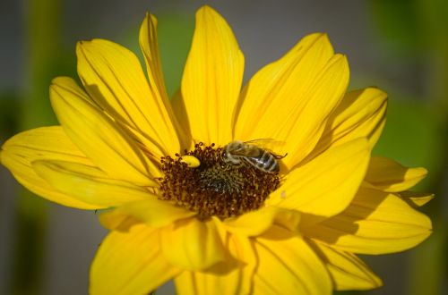sun flower bee plant