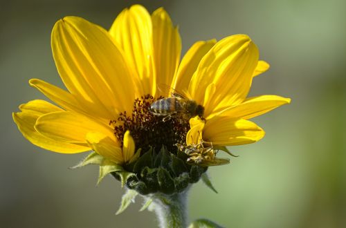 sun flower flower bee