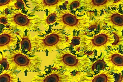 sun flower pattern background