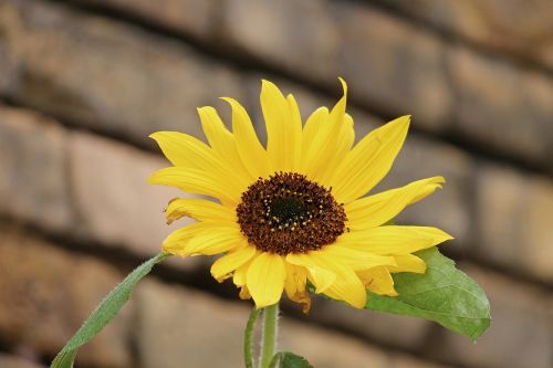 sun flower blossom bloom