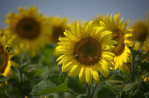 sun flower summer yellow