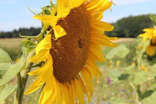 sun flower summer sunflower field