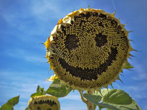 sun flower laugh face