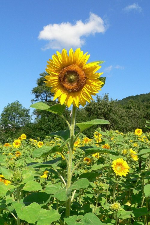 sunflower  schönwetter  nature