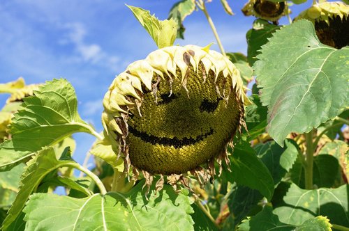 sunflower  face  smile