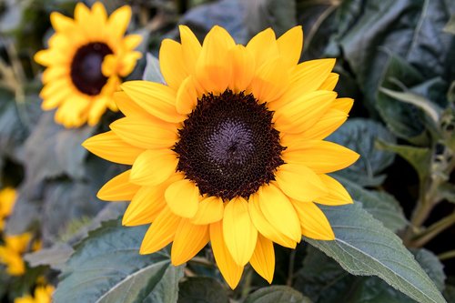 sunflower  flower  plant