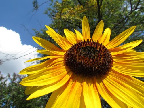 sun flower close yellow