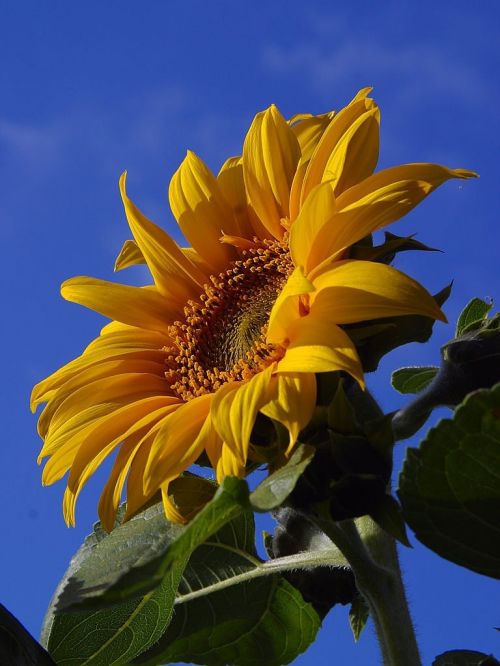 sun flower flower nature