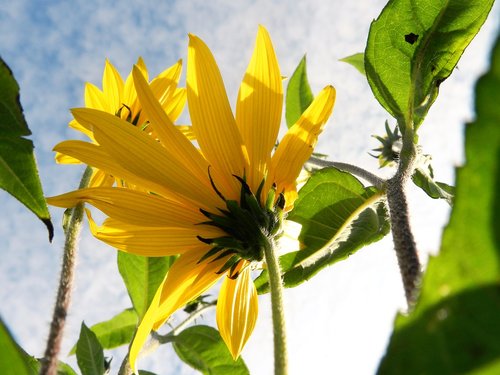 sunflower  sun  sky