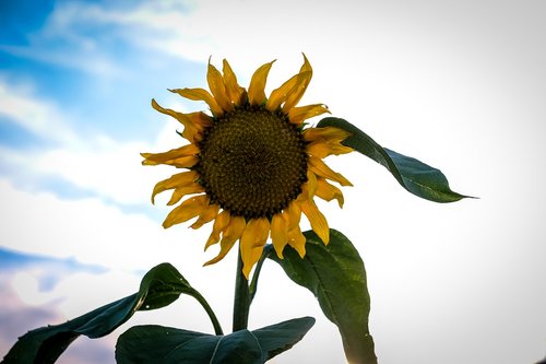 sunflower  blossom  bloom