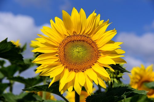 sunflower  sunflower field  sky