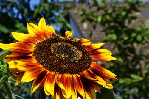 sunflower  flower  summer