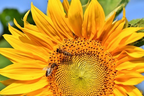 sunflower  flower  yellow