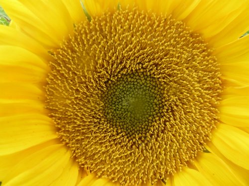 sunflower  yellow  flowers